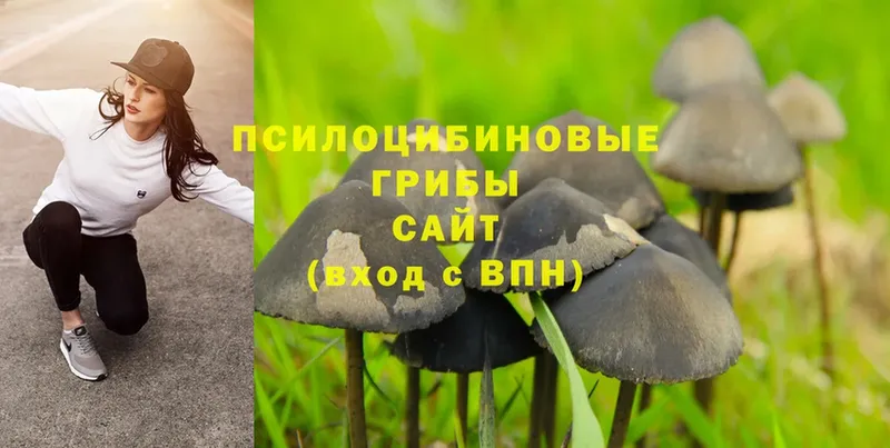 Псилоцибиновые грибы Magic Shrooms Кимовск